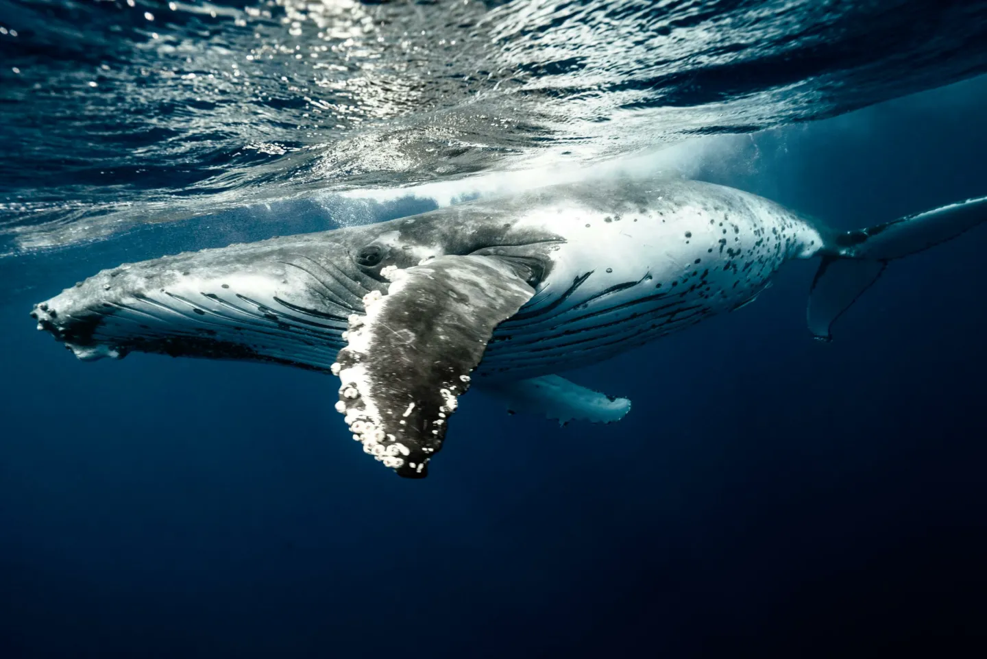 Baleine à bosse à la surface