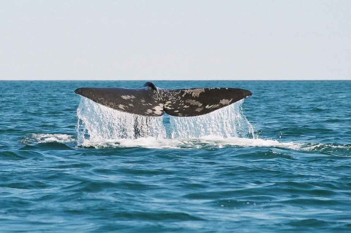 Cachalot sondant, la queue hors de l’eau