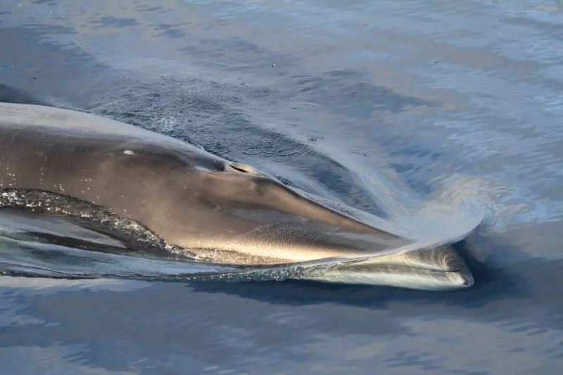 Petit rorqual à la surface, la tête et la mâchoire claire affleurant